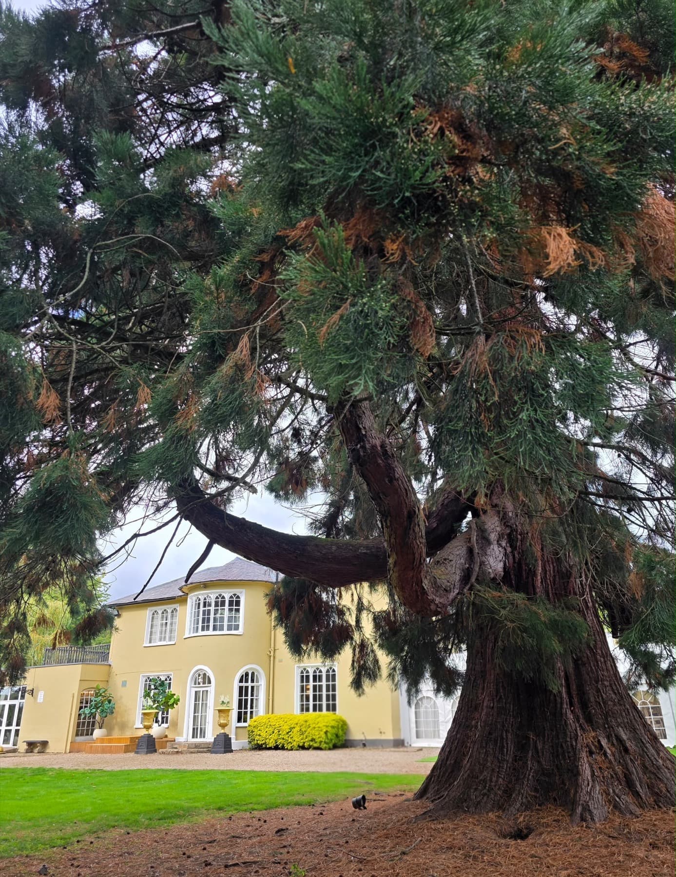 The house seen beneath the grounds' mature cedar tree