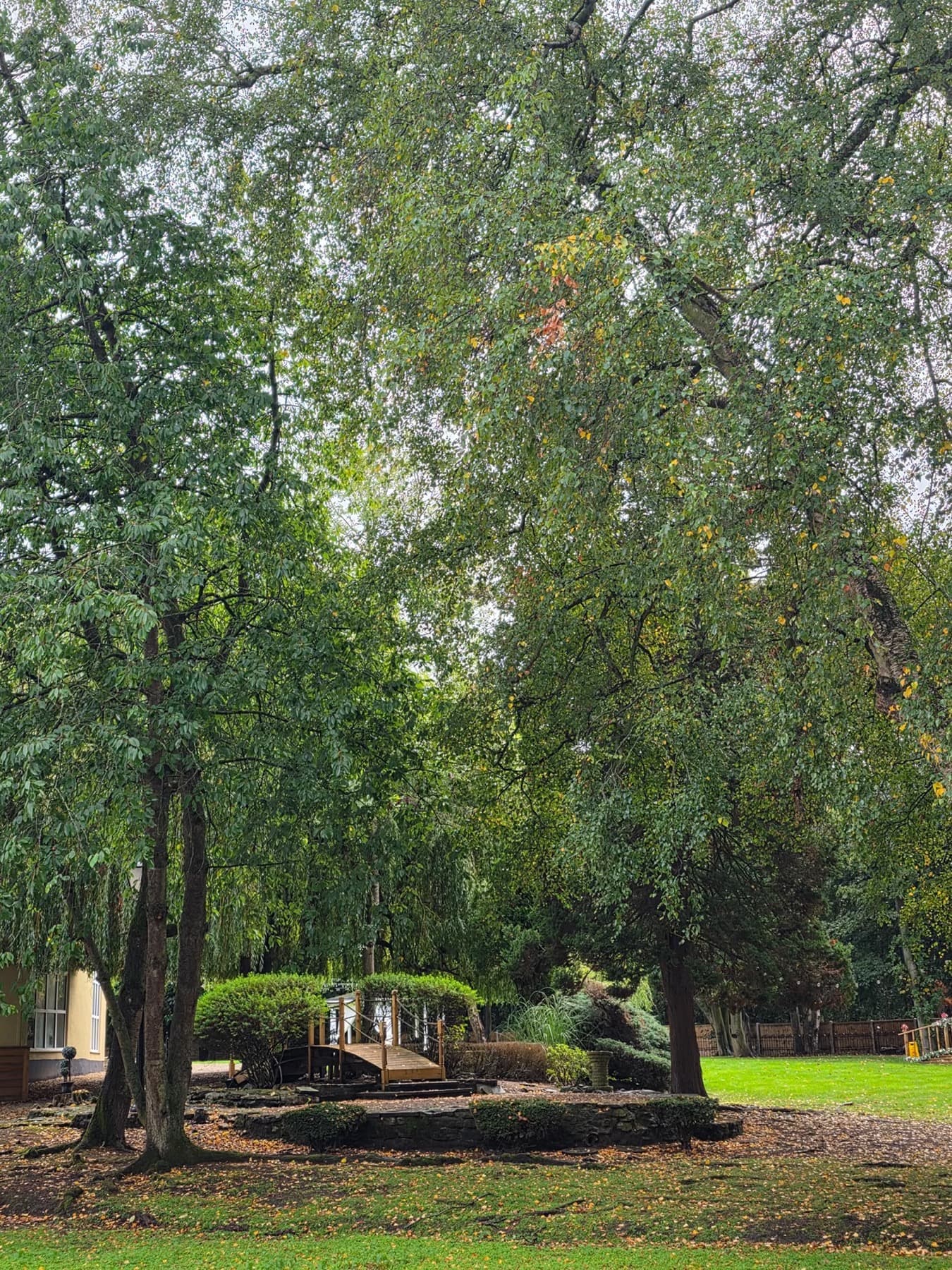The willow trees and footbridge in the garden